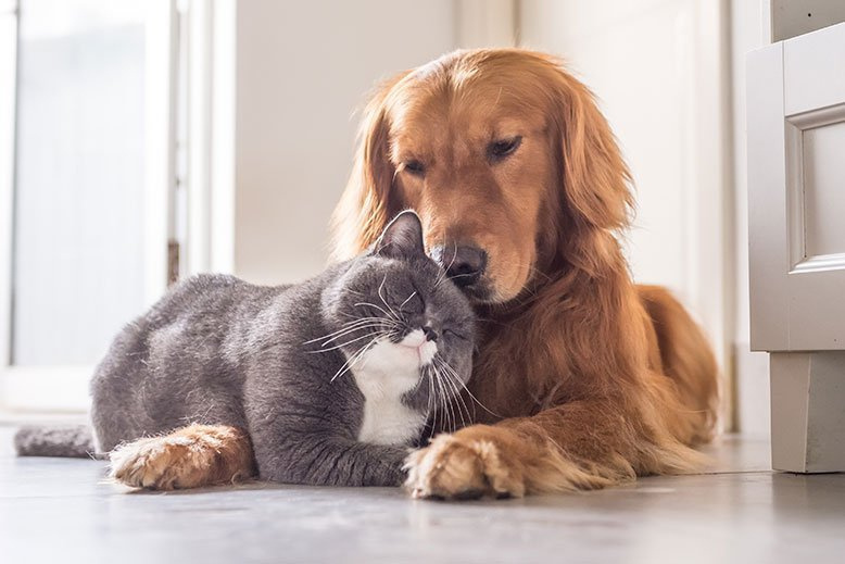 #24-01 -Pro zvířata