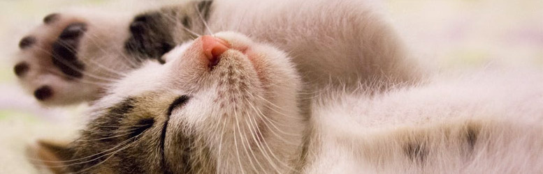 Nakupte stelivo Packa a vyhrajte 10 l balení zdarma!