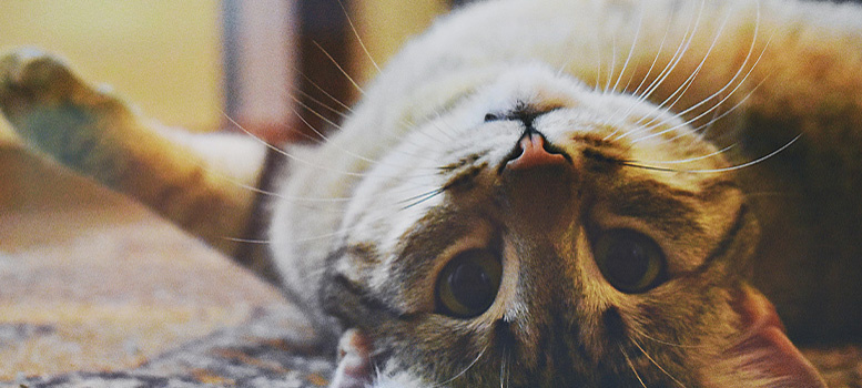 Vše pro vaši kočku