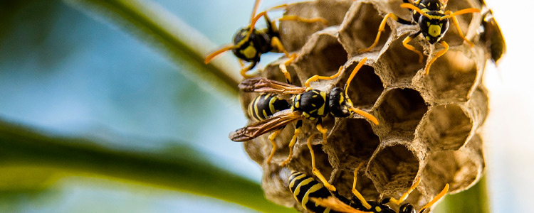 Sprej proti vosám a sršňum