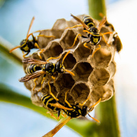 Sprej proti vosám a&nbsp;sršňum