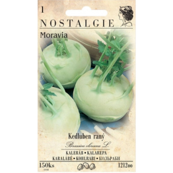 Nohel Garden kedluben raný bílý Moravia, 150 semen