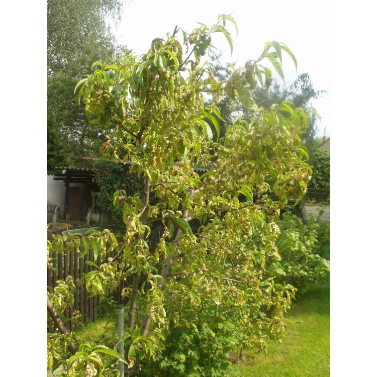 Agro Kadeřavost Stop ošetření broskvoní 2 × 10 g