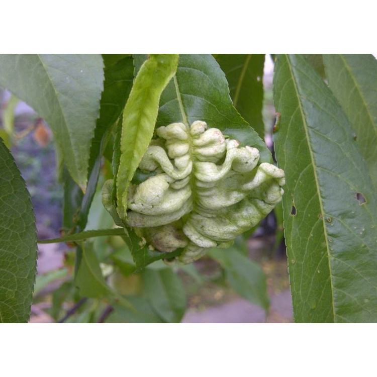 Agro Kadeřavost Stop ošetření broskvoní 2 × 10 g