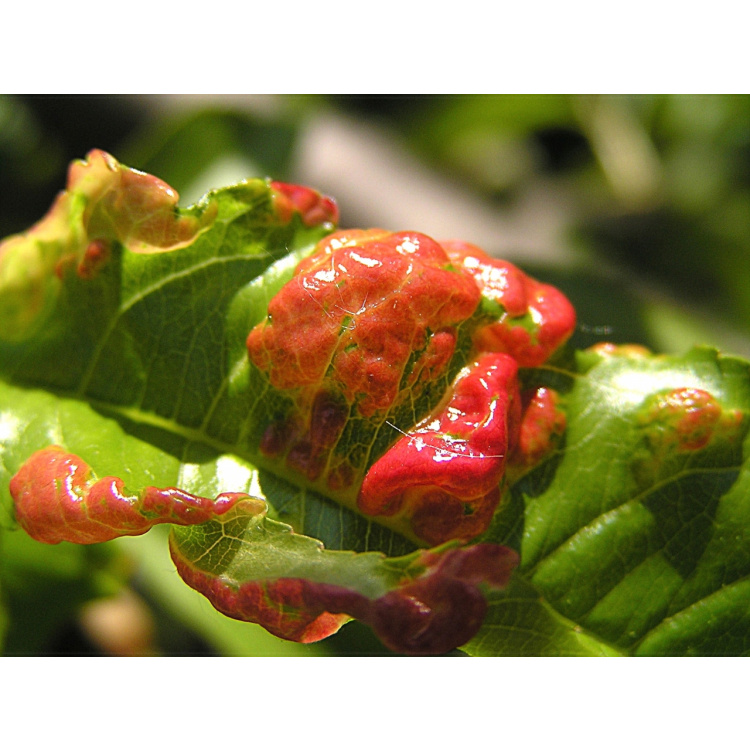 Agro Kadeřavost Stop ošetření broskvoní 2 × 10 g