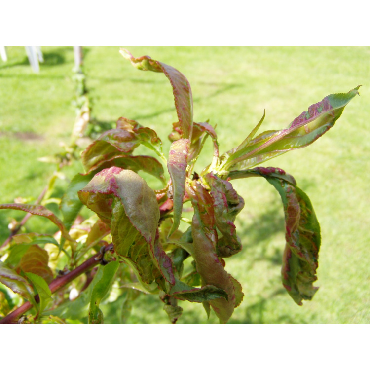 Agro Kadeřavost Stop ošetření broskvoní 2 × 10 g