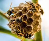 Sprej proti vosám a sršňum