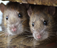 Jak vyzrát na myši a potkany?